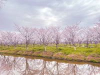 中興鎮櫻花園